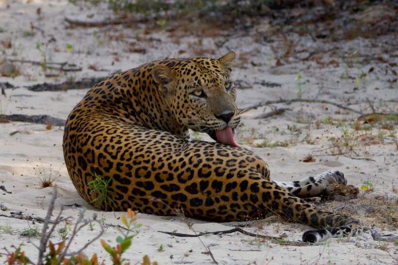 Yala National Park: Morning or Afternoon Safari ( 5 h ) - Morning or afternoon: which one should you choose?