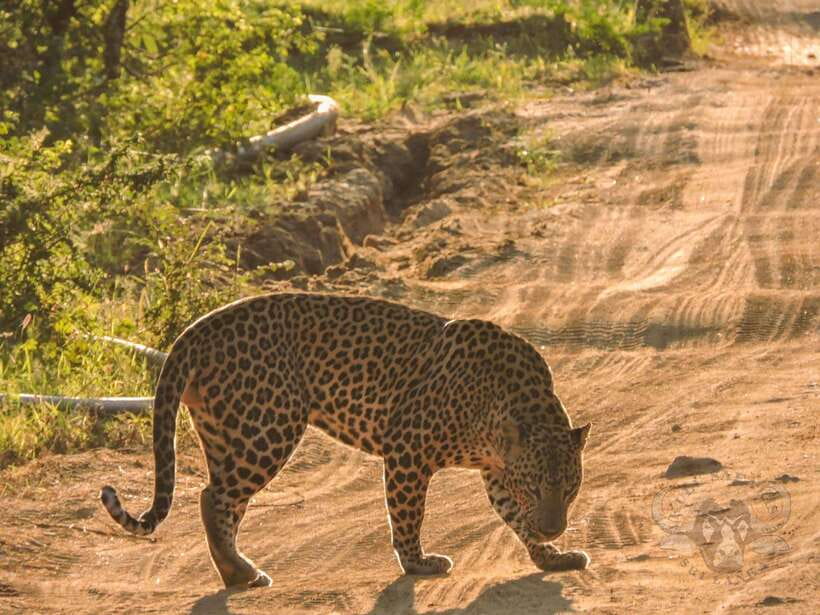 Yala National Park: Morning or Afternoon Safari Tour (5 h) - Inside Yala, from forest tracks to open grassland