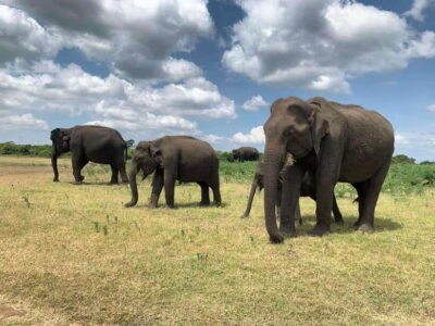Yala National Park: Morning or Afternoon Safari Tour (5 h)