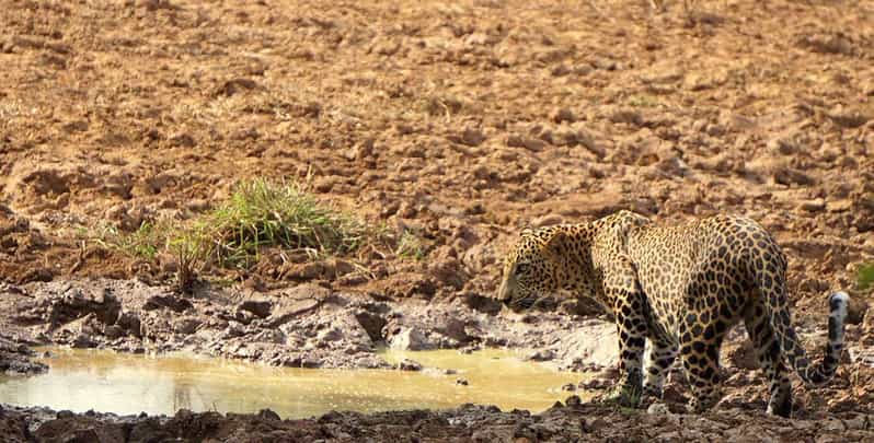 Yala National Park: Morning or Afternoon Safari Tour (5 h) - Why the guide makes a difference