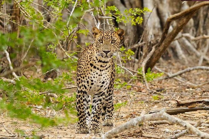 Yala National Park Private Jeep Safari From Colombo & Negombo - Colombo to Tissamaharama, a long road to the park