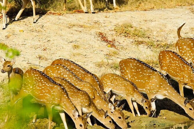 Yala National Park Private Jeep Safari From Colombo & Negombo - Four hours in Yala National Park