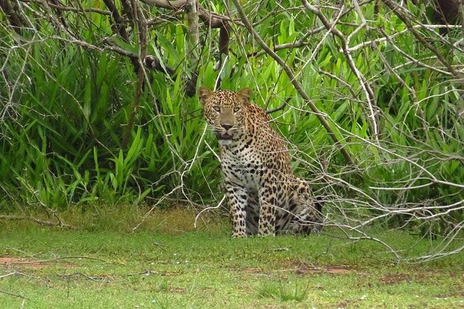 Yala National Park Private Safari - Key points to know before booking