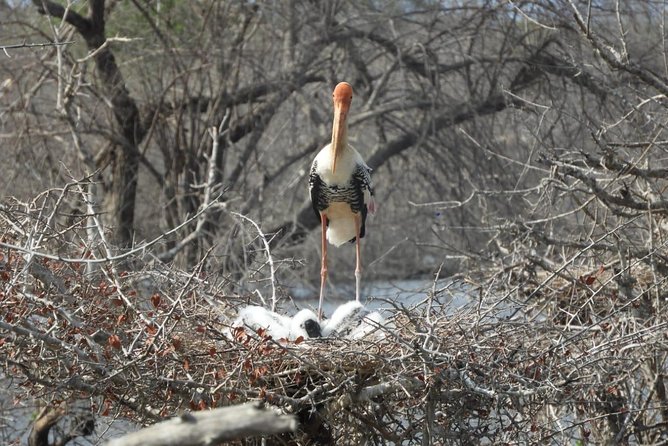 Yala National Park Private Safari - Why Yala is a strong choice for a Sri Lankan safari
