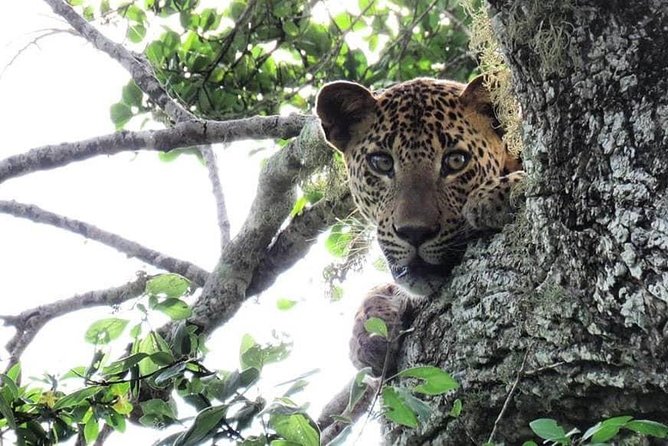 Yala National Park Private Safari - Searching for leopards in Block 1