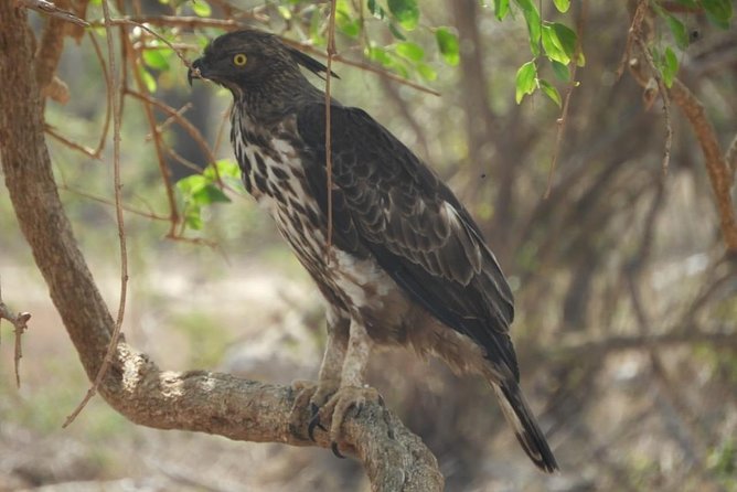 Yala National Park Private Safari - What the $89 price really means