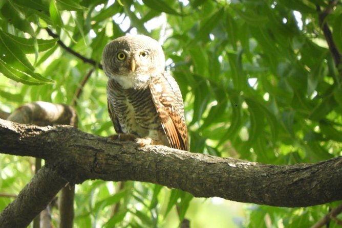 Yala National Park Private Safari - The strengths of having a private guide