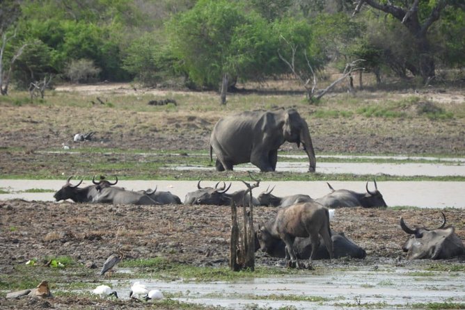 Yala National Park | Private Safari - Who will get the most from this safari
