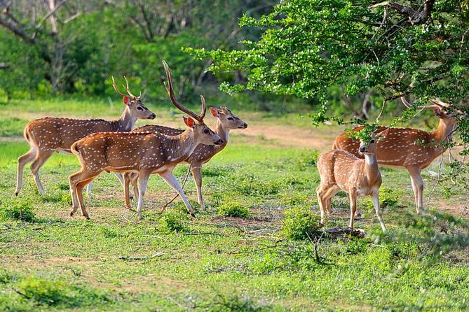 Yala National Park Private Safari (All Inclusive) From Mirissa - Leaving Mirissa at 4am for Yala