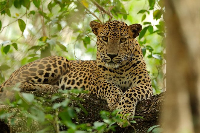Yala National Park Private Safari (All Inclusive) From Mirissa - The rushed feeling and how to handle it