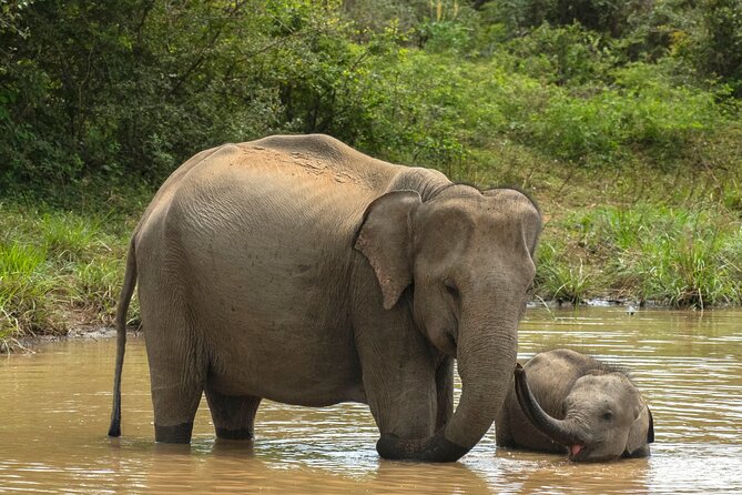 Yala National Park Private Safari Tour - Key points to know before booking