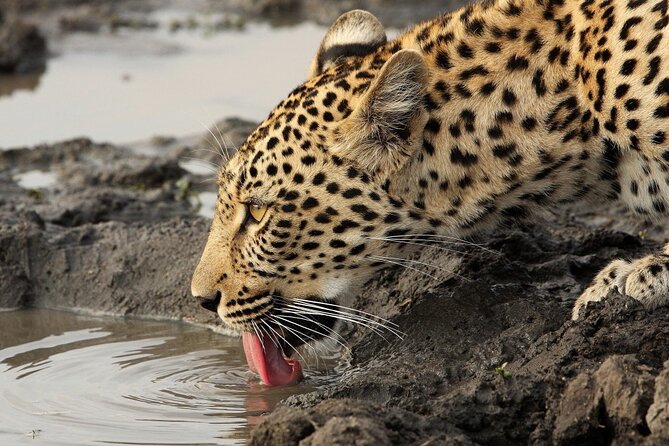 Yala National Park Private Safari Tour - Why Yala is Sri Lanka’s big wildlife outing