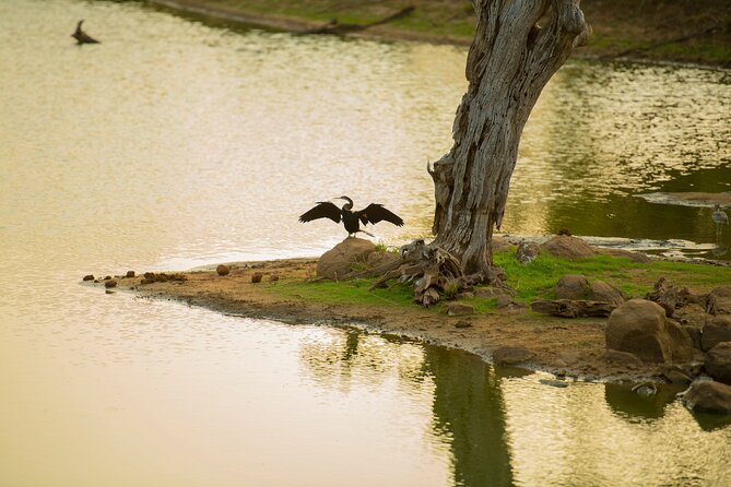 Yala National Park Private Safari Tour - Getting around in the private 4x4