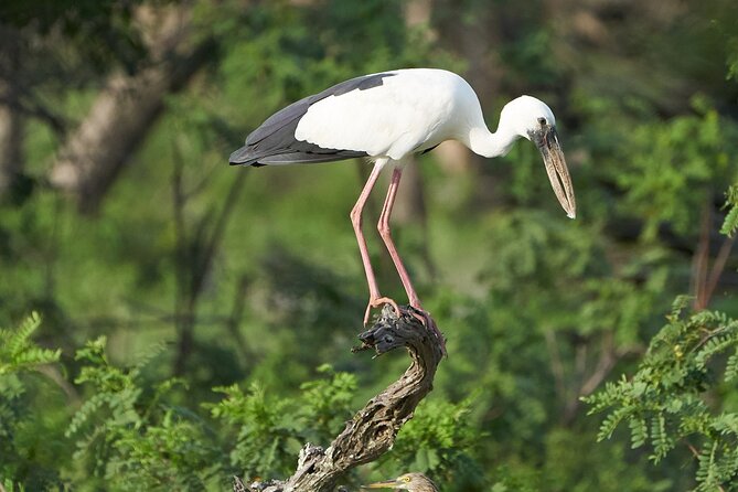 Yala National Park Private Safari Tour - What you may see inside Yala
