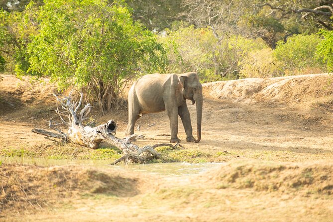 Yala National Park Private Safari Tour - The value of the $89 price