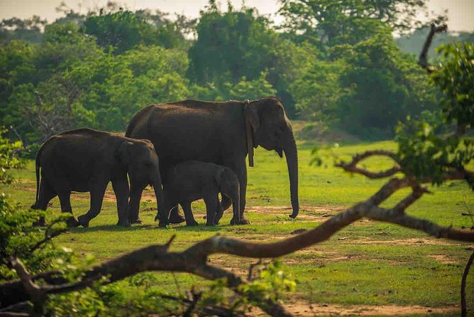 Yala National Park Private Safari trip from Galle/Unawatuna/Mirissa - Key points to know before booking