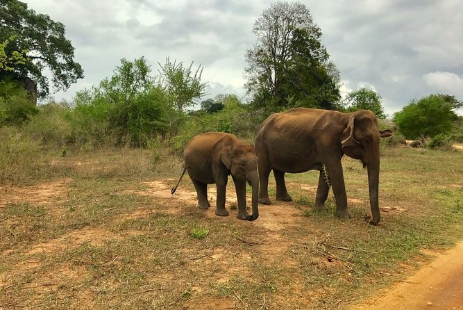 Yala National Park Private Safari trip from Galle/Unawatuna/Mirissa - Why this Yala day trip is worth the long ride