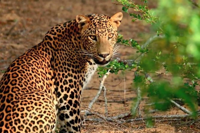 Yala National Park Private Safari trip from Galle/Unawatuna/Mirissa - What the $200 price includes