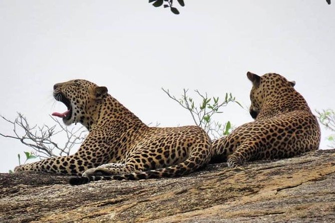 Yala National Park Private Safari - What the private 4x4 ride is like