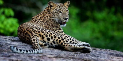 Yala National Park: Safari Experience at Dawn or Dusk