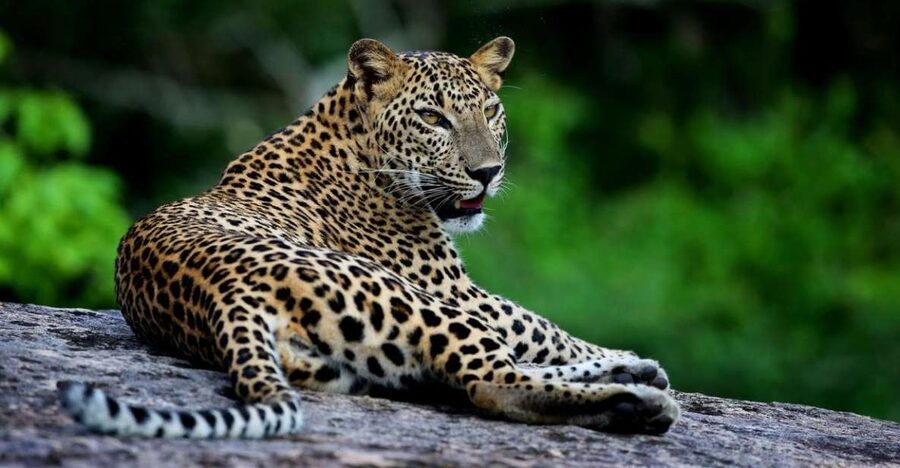Yala National Park: Safari Experience at Dawn or Dusk - Who should book this safari