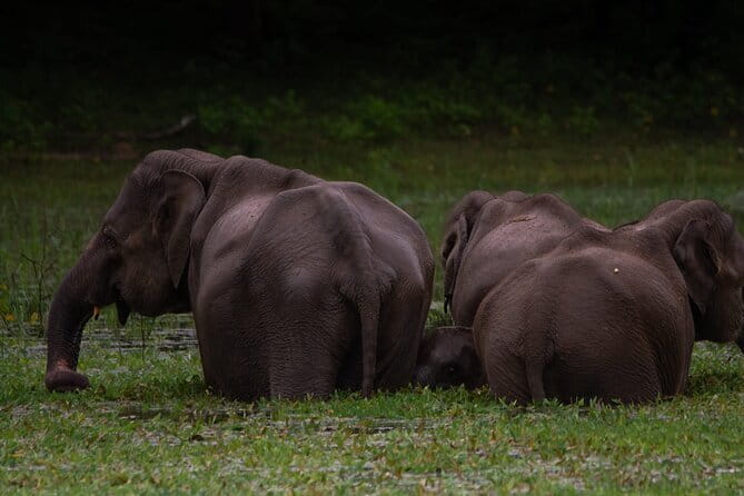 Yala National Park Safari |From Hambantota Port (Shore Excursion) - What the driver and vehicle mean for your day