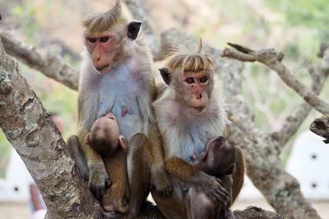 Yala National Park Safari from Hambantota port (Shore Excursion) - Who will get the most from this safari