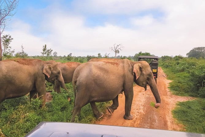Yala National Park Safari from Hambantota port (Shore Excursion) - Booking and cancellation details