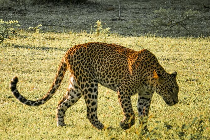 Yala National Park Safari from Hambantota Seaport - Key points to know before you book