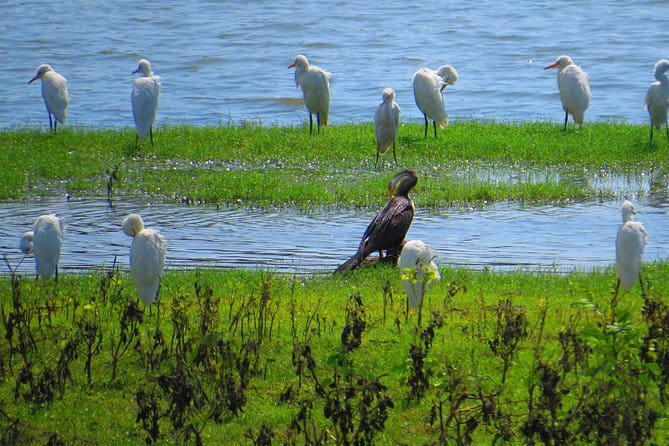 Yala National Park Safari from Hambantota Seaport - Why the private jeep setup matters