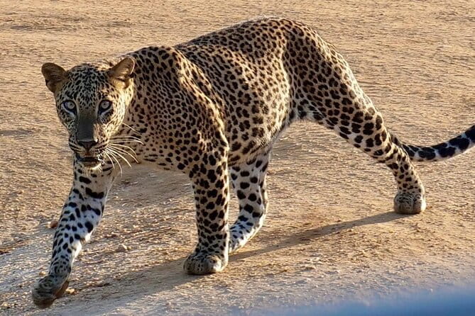 Yala National Park Safari from Hambantota Seaport - Understanding the $80 price