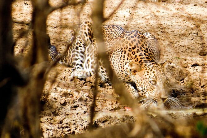 Yala National Park Safari from Hambantota Seaport - Wildlife highlights, from baby elephants to bright birds