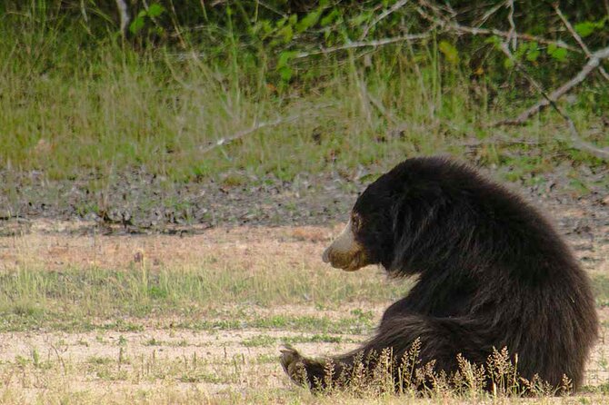 Yala National Park Safari from Weligama - Three hours inside Yala National Park