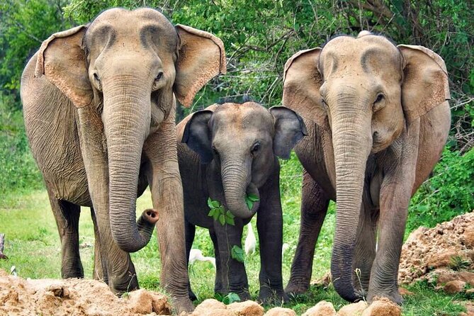 Yala National Park Safari from Weligama - Afternoon timing versus an early game drive