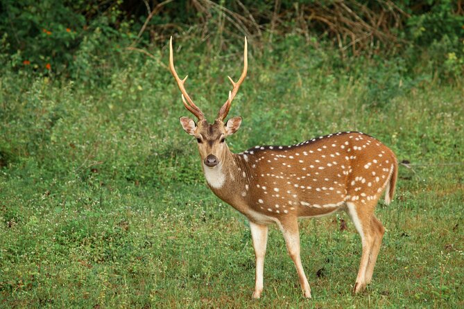 Yala National Park Safari from Weligama - What the private format really gives you