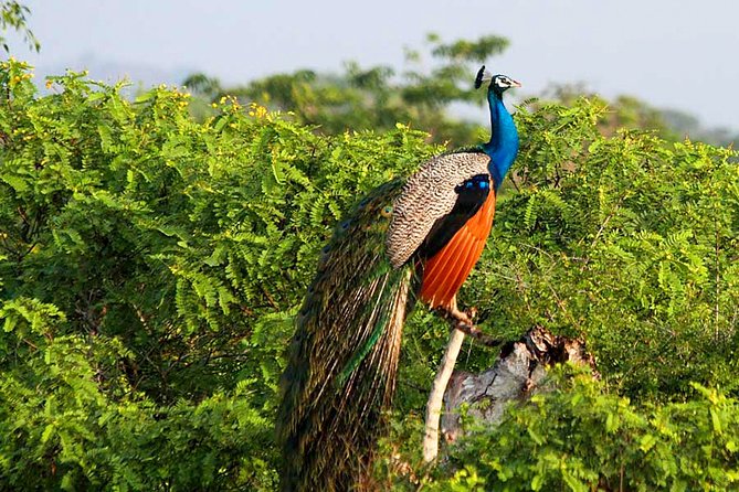Yala National Park Safari from Weligama - What to pack for the open-top jeep
