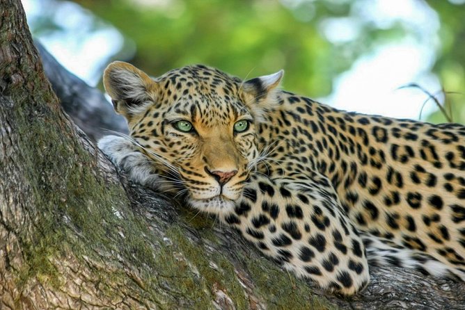 Yala National Park Safari from Weligama - The return to Weligama