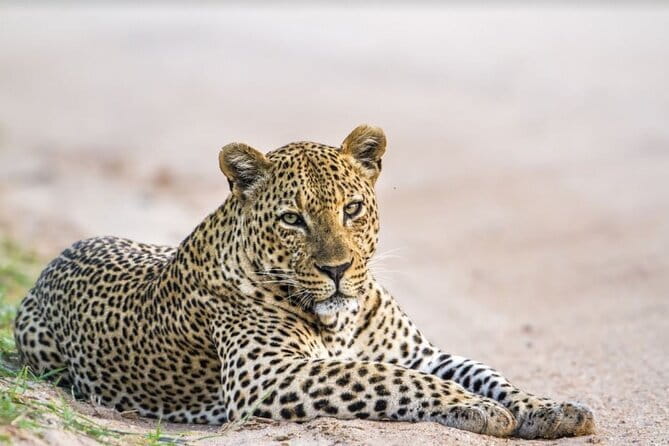 Yala National Park Safari - Half day and Full day - Key points to know before you book