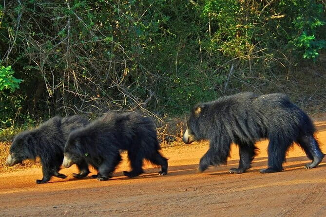Yala National Park Safari - Half day and Full day - What your Yala safari is really about