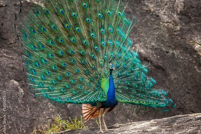 Yala National Park Safari - Half day and Full day - Inside Yala National Park by private jeep
