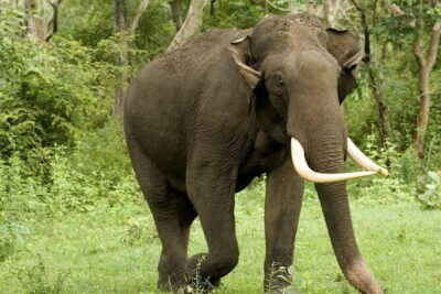 Yala National Park Safari – Half day and Full day