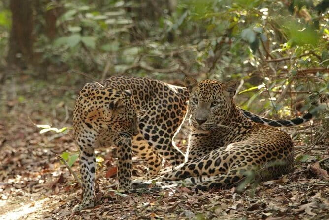 Yala National Park Safari - Half day and Full day - Choosing between half-day and full-day