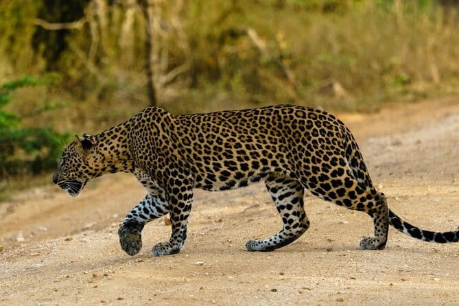 Yala National Park Safari - Half day and Full day - A responsible approach to wildlife viewing
