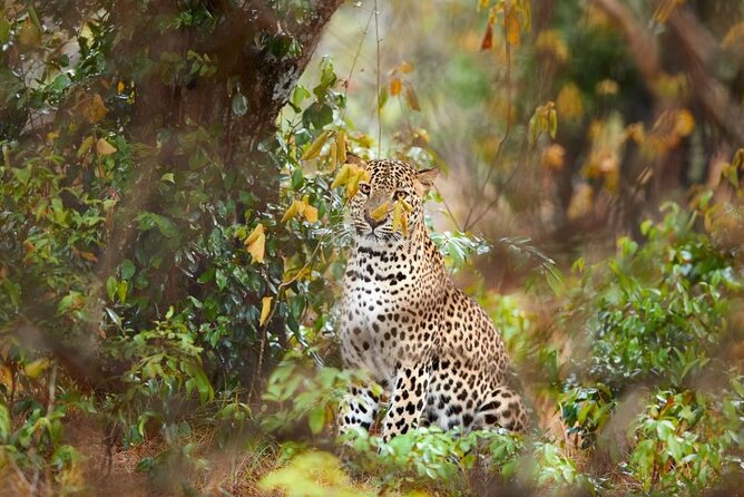 Yala National Park Safari | Jeep with Tickets - Watching for Leopards in Yala’s Thorn Scrub