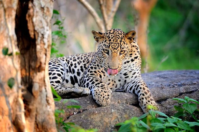 Yala National Park Safari | Jeep with Tickets - What the Four-Hour Jeep Ride Feels Like
