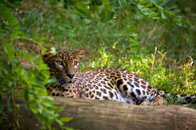 Yala National Park Safari | Jeep with Tickets - The Park Entrance Fee Is Already Covered