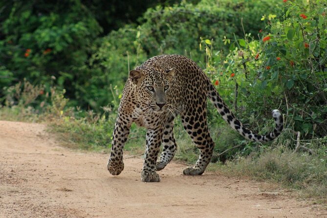 Yala National Park Safari | Jeep with Tickets - Pickup Near Palatupana Park Gate