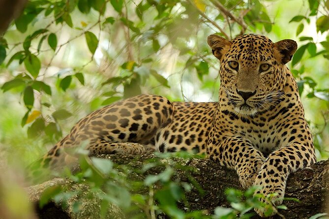 Yala National Park Safari | Jeep with Tickets - Photography, Scenery, and the Cost of Waiting