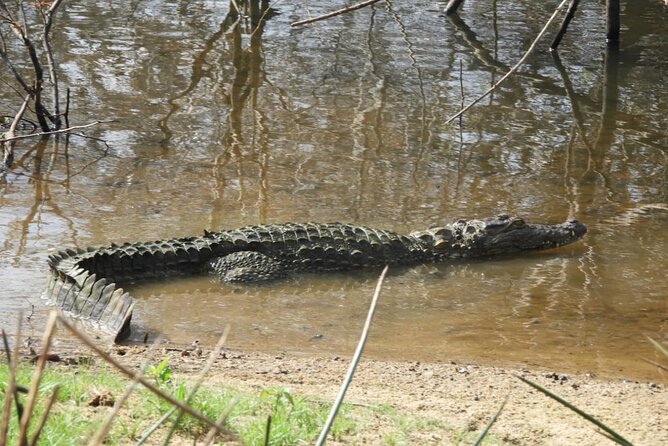 Yala National Park Safari | Jeep with Tickets - Who Will Get the Most from This Safari