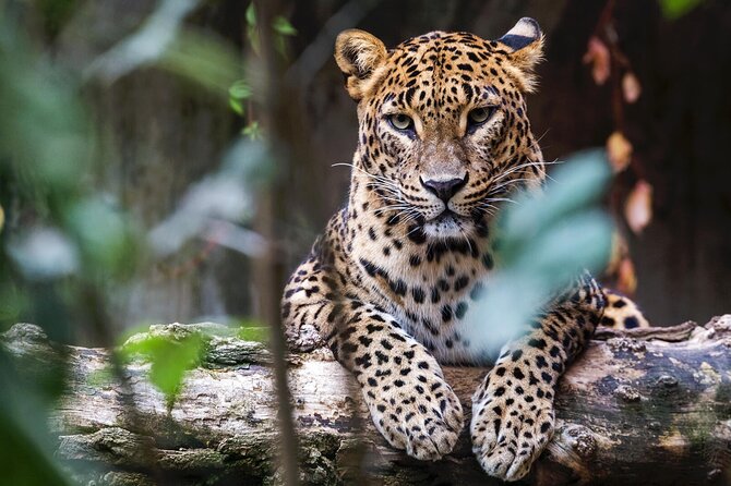 Yala National Park Safari | Jeep with Tickets - A Private Jeep for Up to Six People